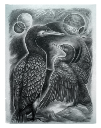 "Cormorant Universe"